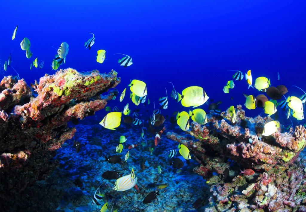 Korallrahu